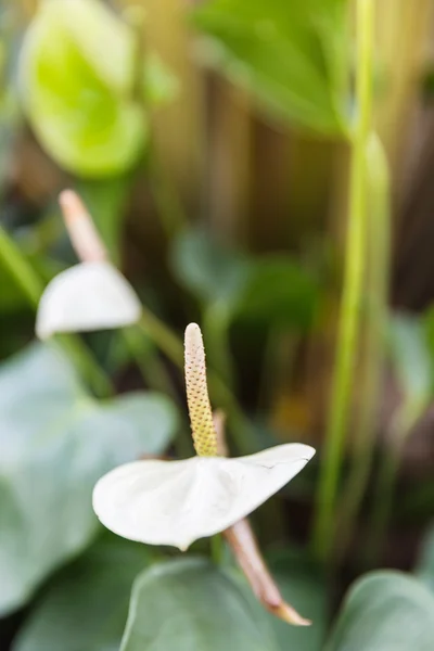White flamingo flower — Stock Photo, Image