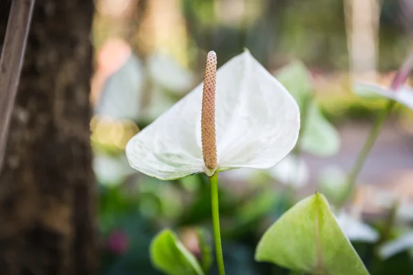 White flamingo flower — Stock Photo, Image