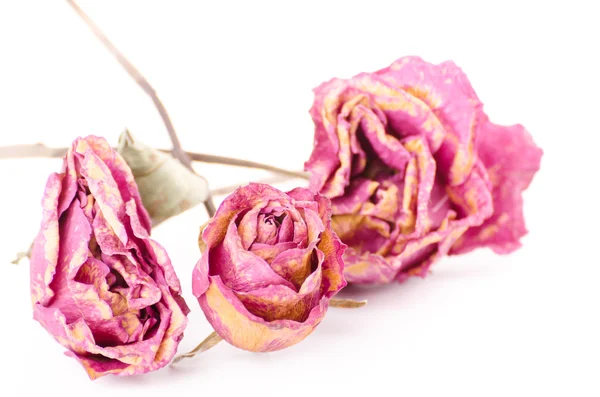 Flores de rosas secas con hojas secas — Foto de Stock