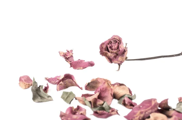 Getrocknete Rosenblüten mit getrockneten Blättern — Stockfoto