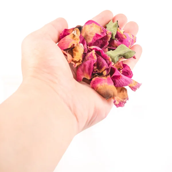 Pétalos de rosas secas en una mano femenina — Foto de Stock