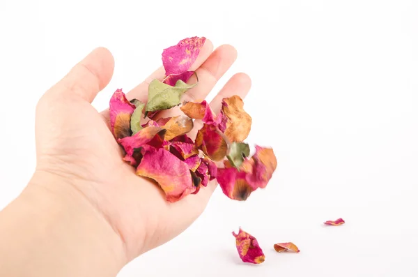 Blütenblätter getrockneter Rosen in weiblicher Hand — Stockfoto