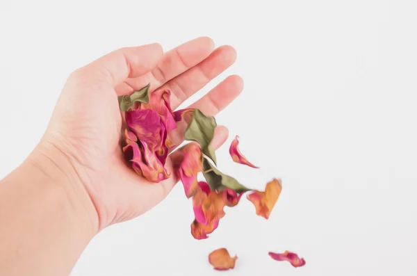 Pétalos de rosas secas en una mano femenina — Foto de Stock