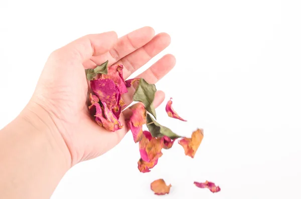 Blütenblätter getrockneter Rosen in weiblicher Hand — Stockfoto