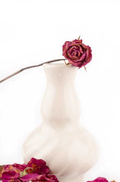 Dried rose in ceramic vase — Stock Photo, Image