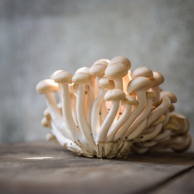 Kahverengi kayın mantar demet