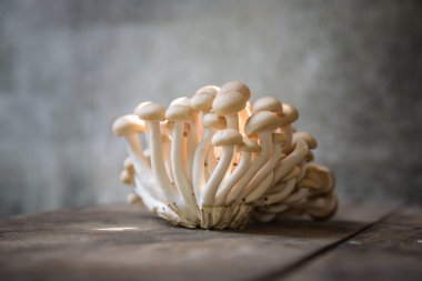 Kahverengi kayın mantar demet