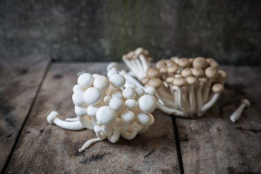 Beyaz ve kahverengi kayın mantarı