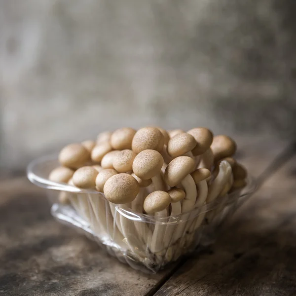 Champignons de hêtre brun dans le paquet — Photo