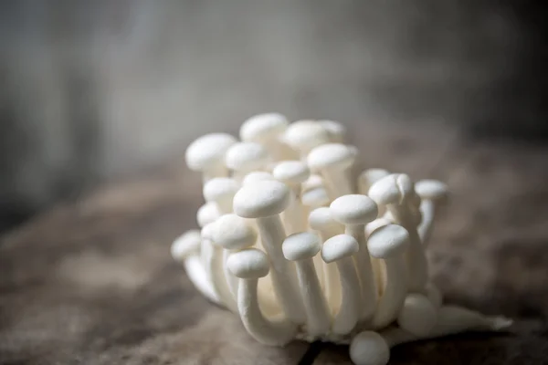 Beyaz shimeji mantar demet