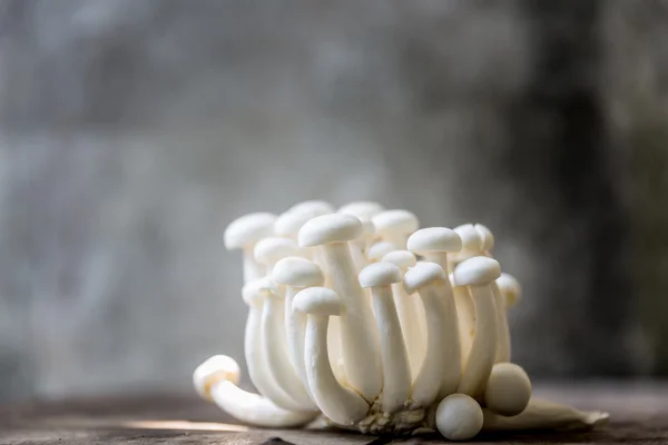 Bunch of white shimeji mushrooms — Stock Photo, Image