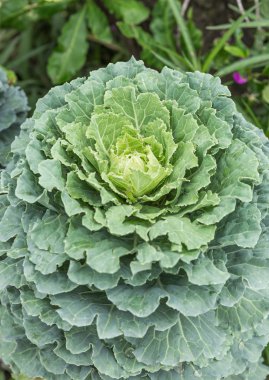 Dekoratif Longlived lahana