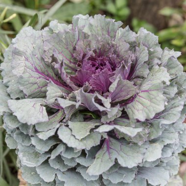 Dekoratif mor lahana