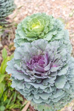 Dekoratif lahana veya lahana