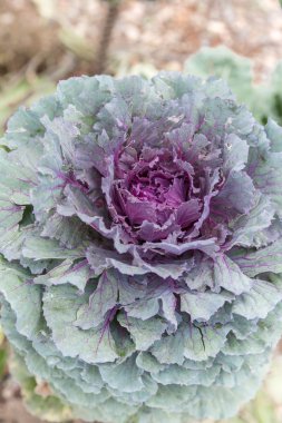 Dekoratif mor lahana