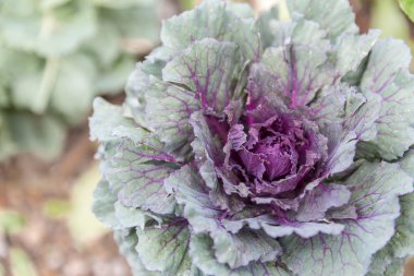 Dekoratif mor lahana