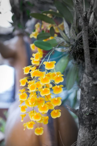 Bunch of YelloW Honey fragrant orchid — Stock Photo, Image