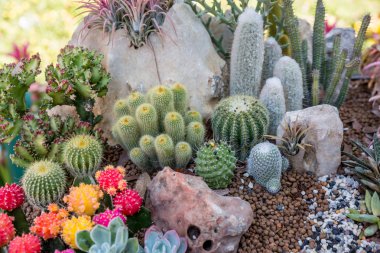 group of various Cactuses