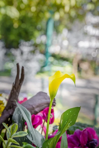 Lys de cala jaune fleur — Photo