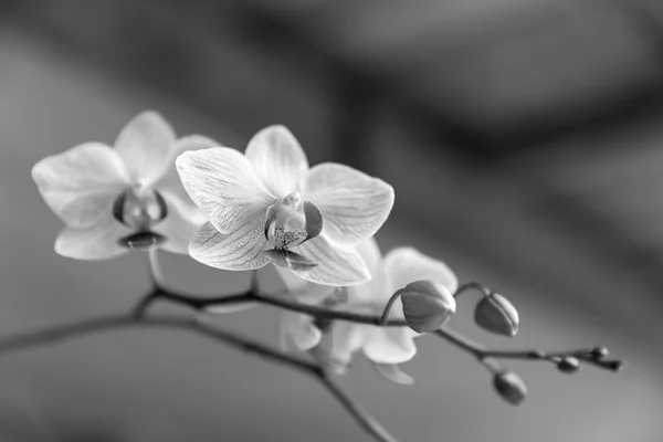 Lindas flores de orquídea — Fotografia de Stock