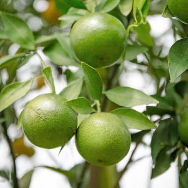 Olgun turuncu bir ağaç üzerinde asılı