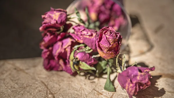 Vintage withered roses — Stok fotoğraf