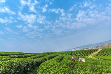 Young women collecting tea in vicinities