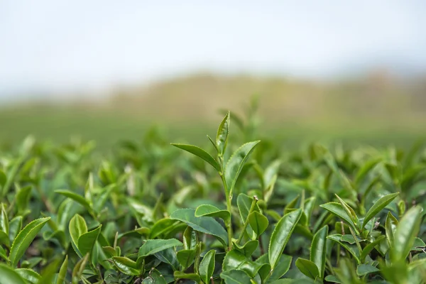 Tea plantation garden