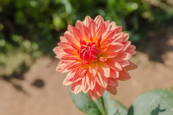 Dalias en un jardín — Foto de Stock