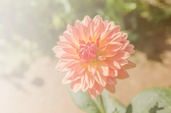 Pastel dahlia flower — Stock Photo, Image