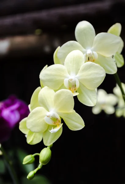 Zielona orchidea Phalaenopsis — Zdjęcie stockowe