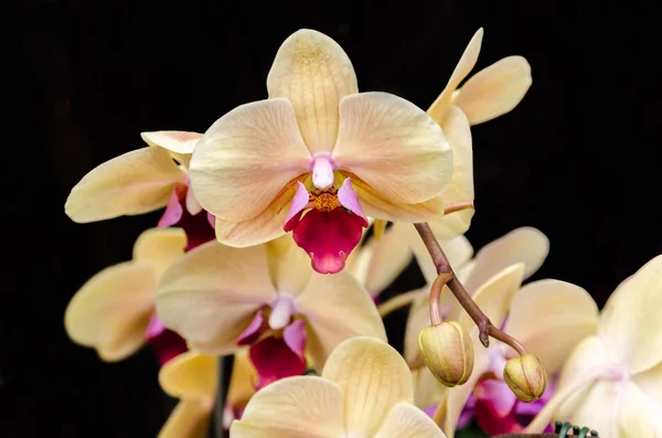 Rami di orchidea gialla — Foto Stock