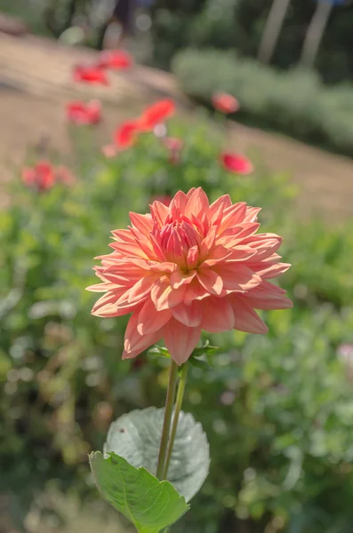Pastel fleur dahlia — Photo