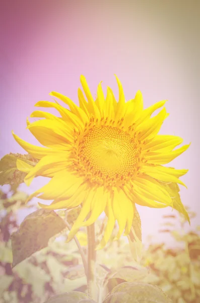 Schöne gelbe Sonnenblume — Stockfoto