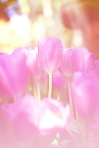 Verse roze tulpen — Stockfoto