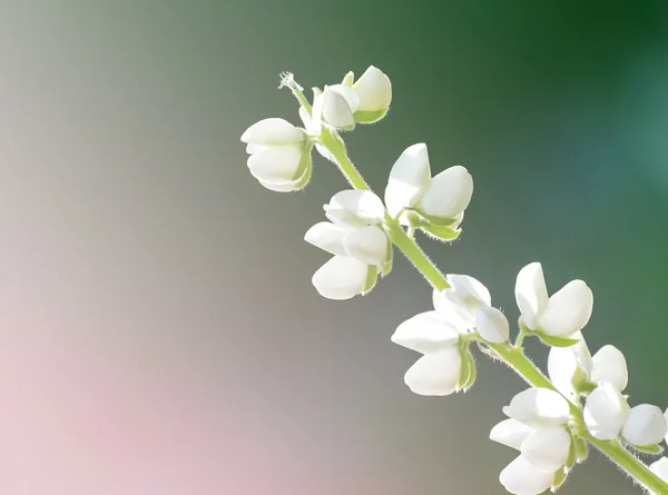 Bonito jardim de flores manicure , — Fotografia de Stock