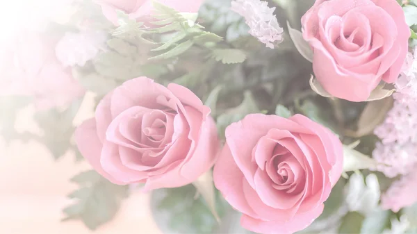 Beautiful pink roses — Stock Photo, Image