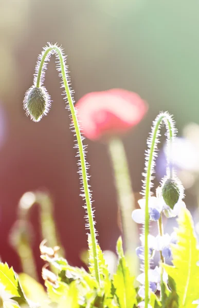 Flores de amapola de maíz en verano —  Fotos de Stock