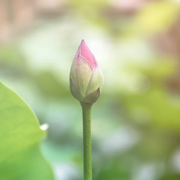 Lotus bud v rybníku — Stock fotografie