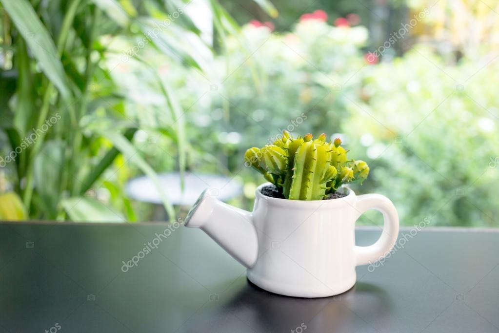 Small cactus for decorated