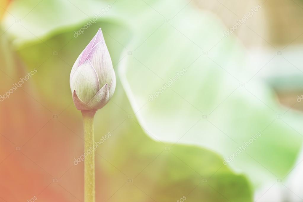 Lotus bud close up