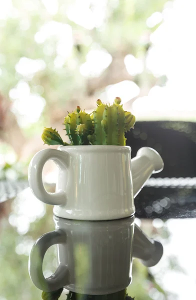 Falso cactus in vaso bianco — Foto Stock