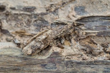 Kütükleri doğal çürüme bozulması