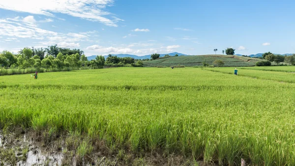 Çeltik pirinç yasemin çiftlik