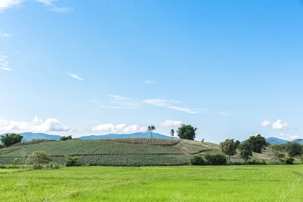 Paddy jasmine rice farm — Stock Photo, Image