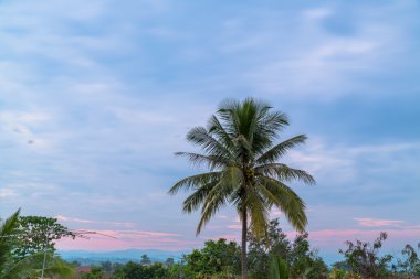 Gün batımında palmiye ağacı