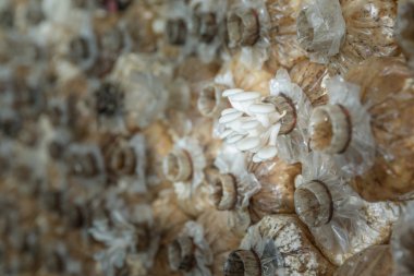 bir çiftlikte büyüyen mantar