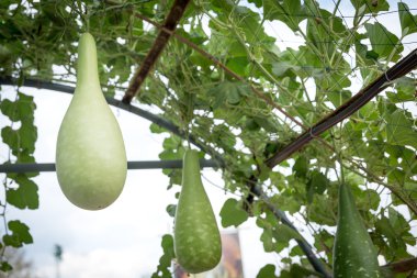 Kabak şişe kırpma meyve aşamasında