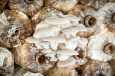 mantar yetiştirmek, bir grupta büyüyen mantar