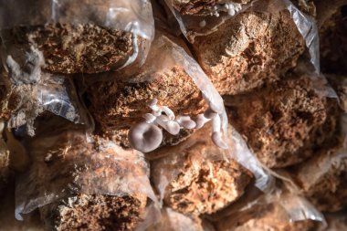 bir çiftlikte büyüyen mantar